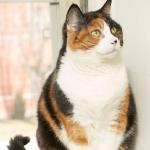 Cat sitting in window sill uid 1273705