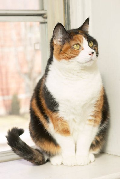 Cat sitting in window sill uid 1273705