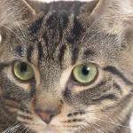 Cat uid 1340642