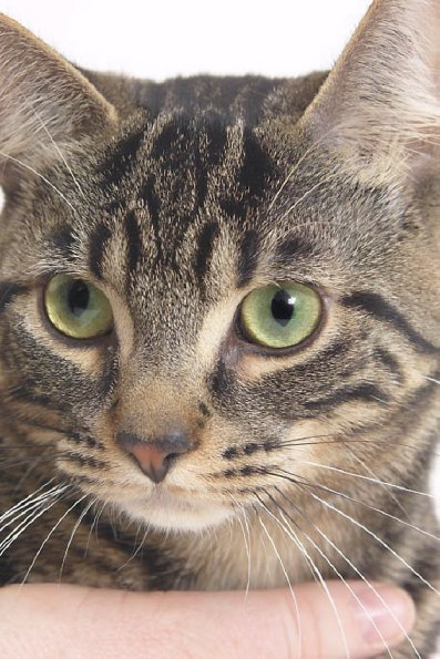 Cat uid 1340642