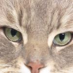 Cat uid 1340674
