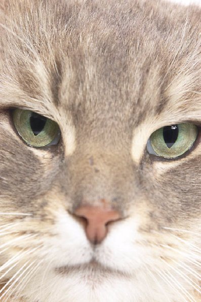 Cat uid 1340674