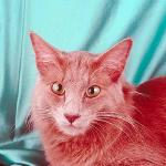 Cat2onblue