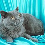 Cat3onblue