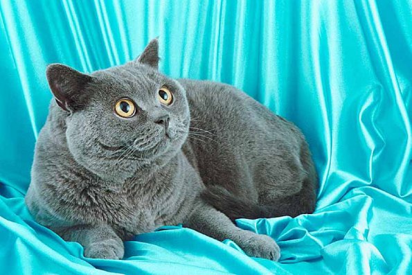 Cat3onblue