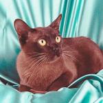 Cat4onblue