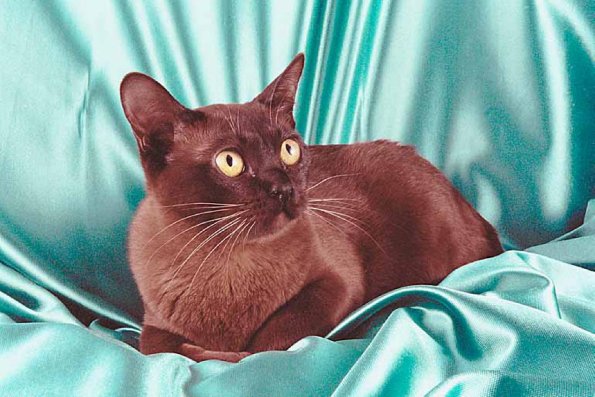 Cat4onblue