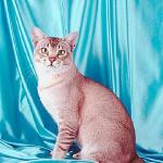 Catonblue