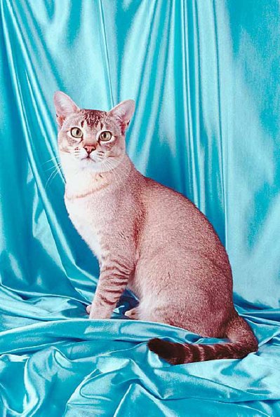 Catonblue