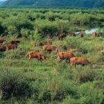 Cattle grazing on a grassy field uid 1529271