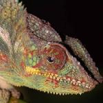Chamaeleo pardalis uid 1658219