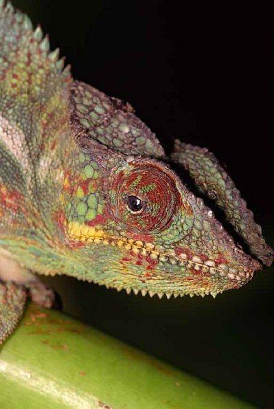 Chamaeleo pardalis uid 1658219