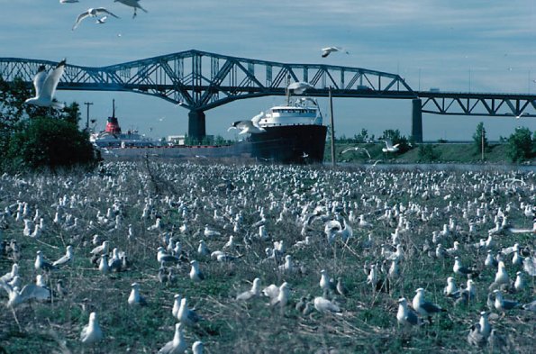Champlain Bridge Montreal Qc uid 1038862