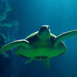 Chelonia mydas uid 1658151