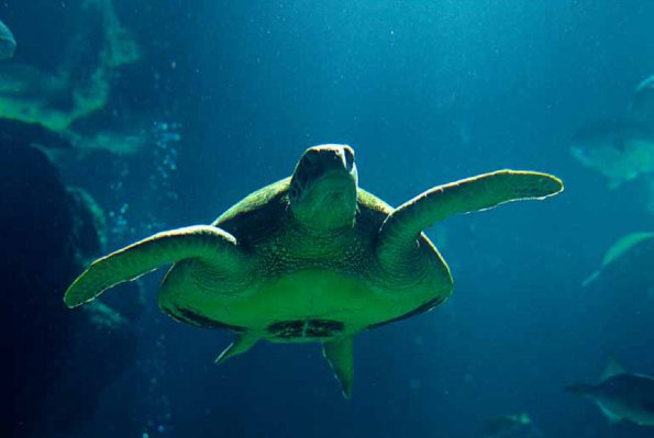 Chelonia mydas uid 1658151