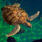 Chelonia mydas uid 1658152