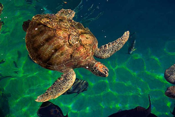 Chelonia mydas uid 1658152