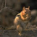 Chipmunk