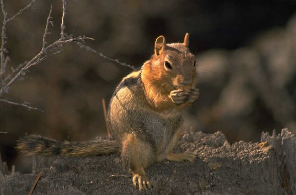 Chipmunk