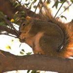 Chipmunkintree
