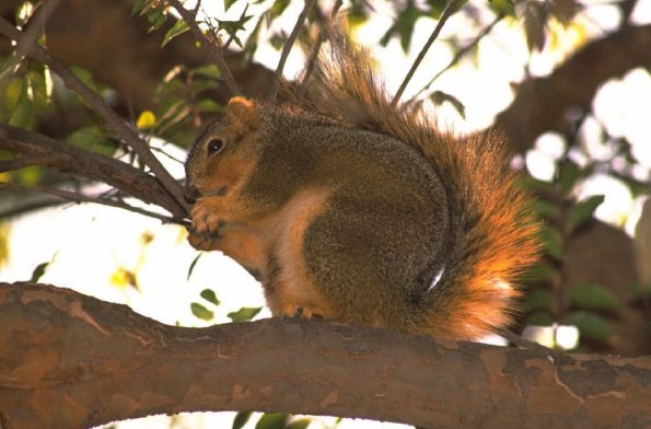 Chipmunkintree