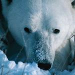 Close up Of A Polar Bear  Cape Churchill uid 1044452