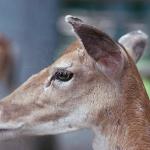 Close up Of Deer Head uid 1044458