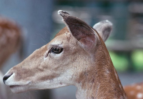 Close up Of Deer Head uid 1044458