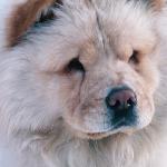 Close up Of Dog uid 1044473