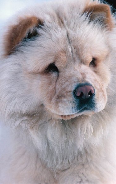 Close up Of Dog uid 1044473