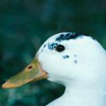 Close up Of Duck uid 1044359
