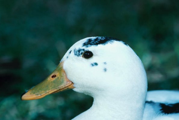 Close up Of Duck uid 1044359