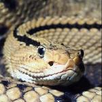 Close up coiled snake an 2