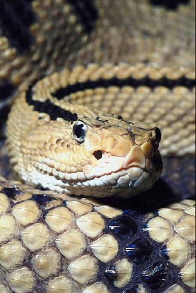 Close up coiled snake an 2