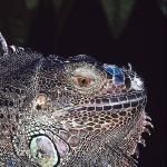 Close up iguana profile