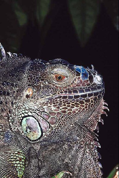 Close up iguana profile