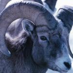 Close up of a Big Horn Sheep  Rockies uid 1046565
