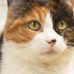 Close up of cat s face uid 1273735