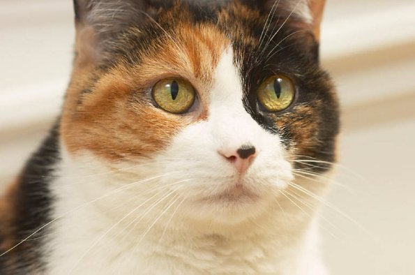 Close up of cat s face uid 1273735