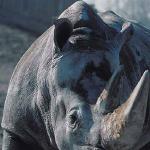 Close up of rhinoceros uid 1012876