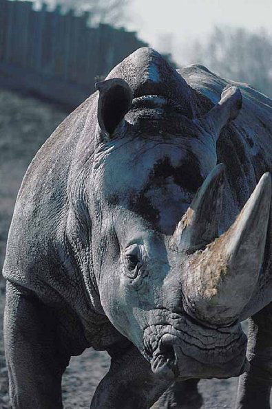 Close up of rhinoceros uid 1012876