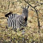 Close up of zebra with trees