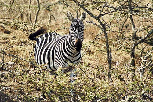Close up of zebra with trees
