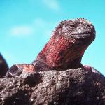 Close up reptile head on rock ledge