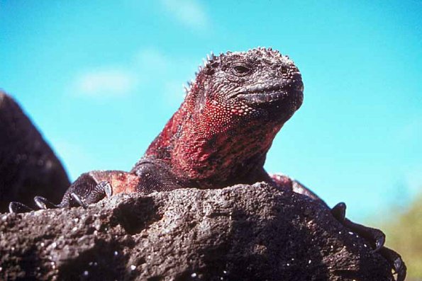 Close up reptile head on rock ledge
