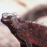 Close up reptile profile
