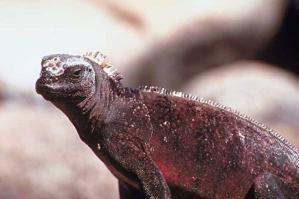 Close up reptile profile