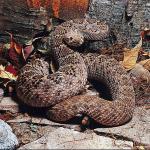 Coiled brown snake on rocks