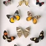 Collection of butterflies