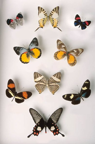 Collection of butterflies